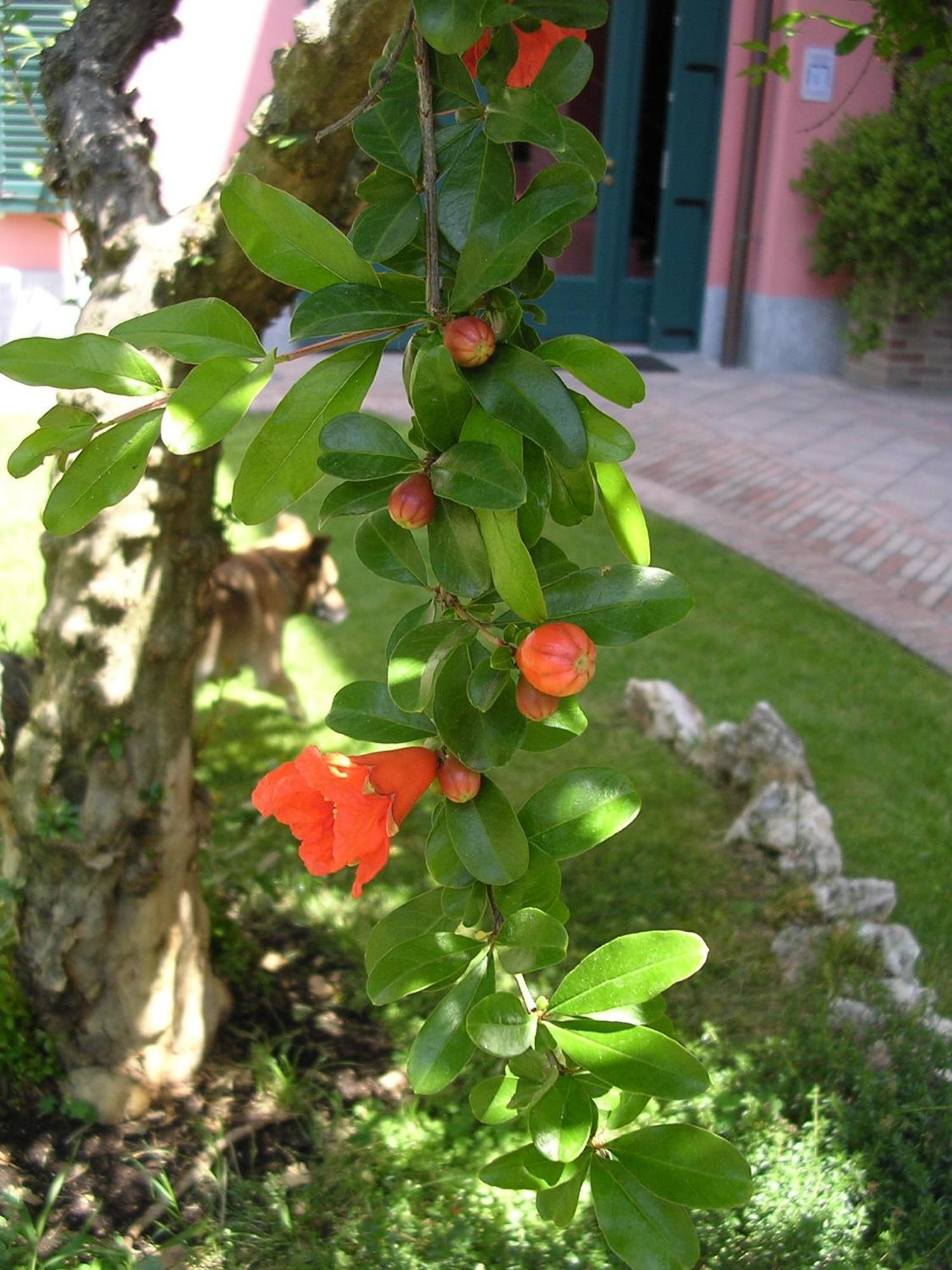 La Locanda Del Melograno Moncalvo Bagian luar foto